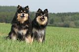 CHIEN FINNOIS DE LAPONIE 684
